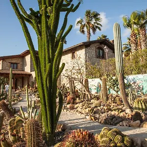  Landhuis Garden Cactus